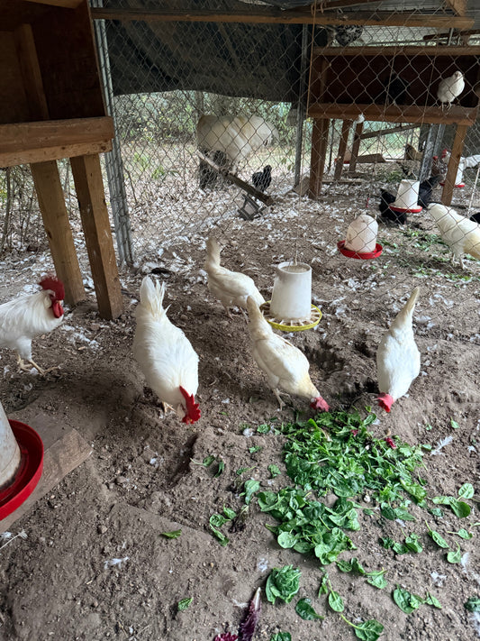 White leghorn hatching eggs